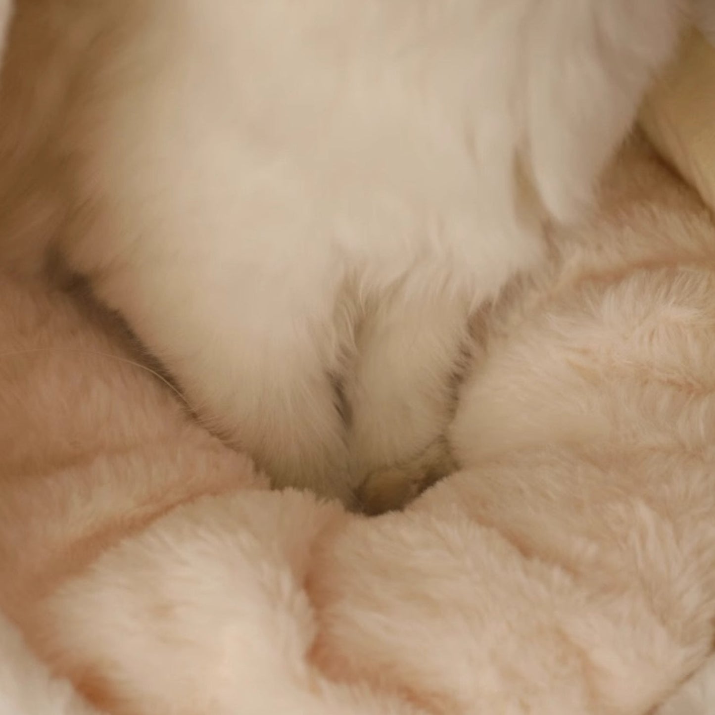 Berceau douillet chat
