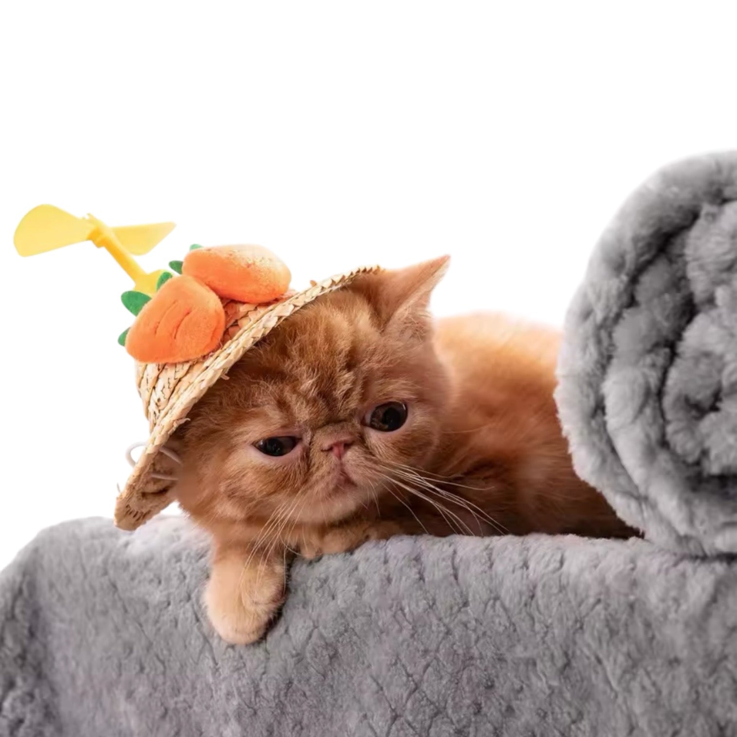 Couverture pour chat
