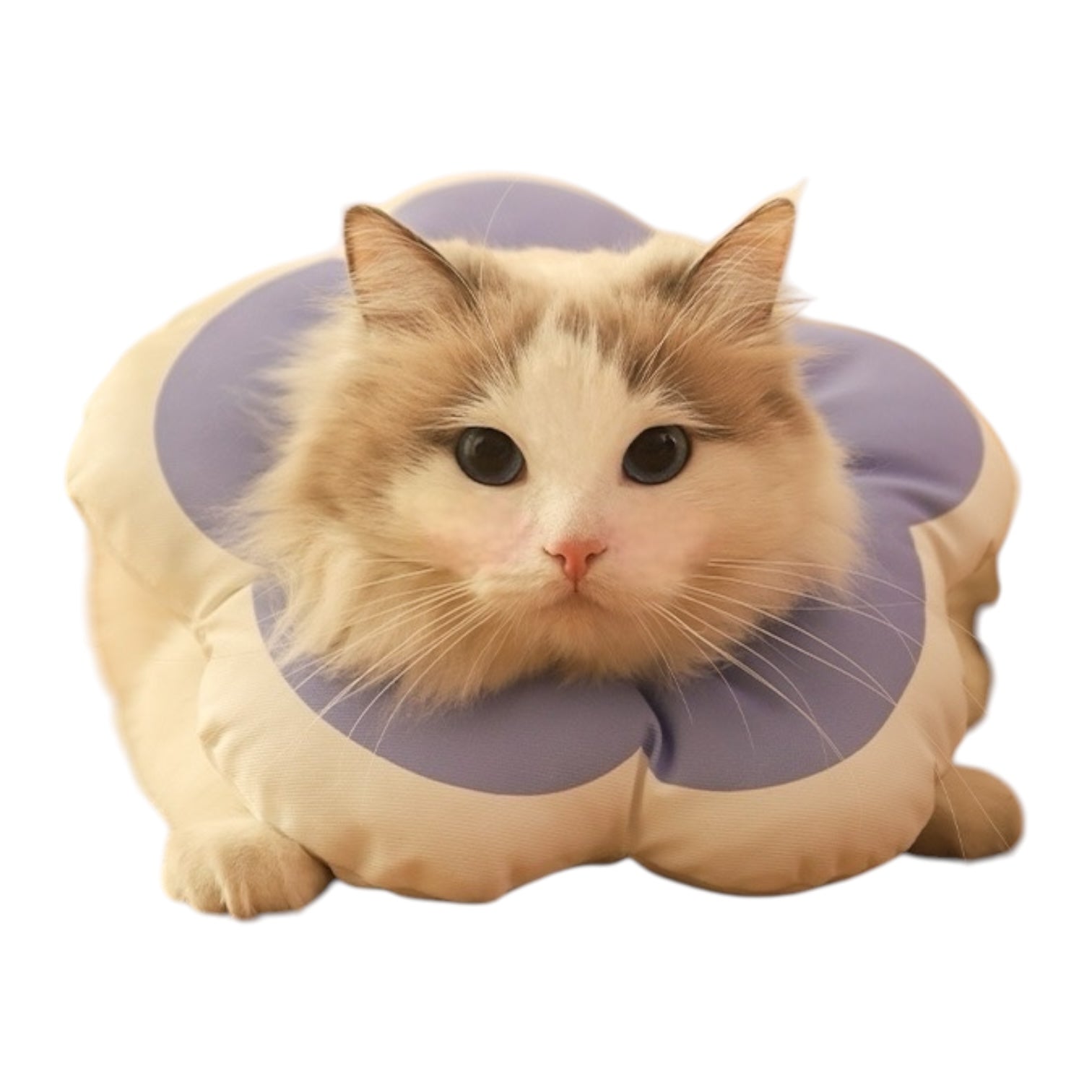 Coussin apaisant chat